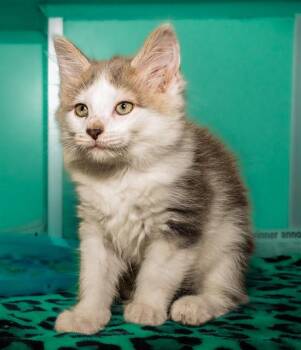 PIG FISH -  Domestic Medium Hair and Domestic Short Hair Cat for Adoption in Cookeville, Tennessee - PIG FISH | PetCurious