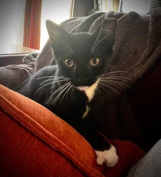 Bootsie Pawlins -  Domestic Short Hair Cat for Adoption in Dallas, Texas - Bootsie Pawlins | PetCurious