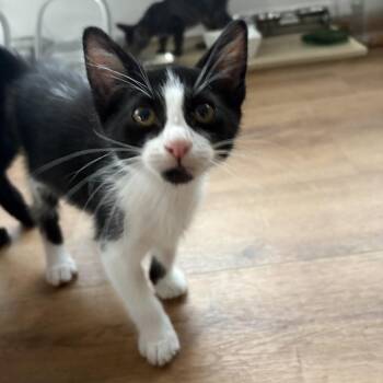 Edward -  Domestic Short Hair Cat for Adoption in Chicago, Illinois - Edward | PetCurious