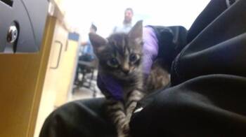 Domestic Short Hair Cats Available for Adoption in Doral, Florida - KAT | PetCurious
