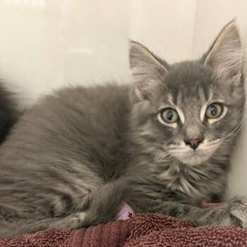 Peter -  Domestic Medium Hair Cat for Adoption in East Hanover, New Jersey - Peter | PetCurious