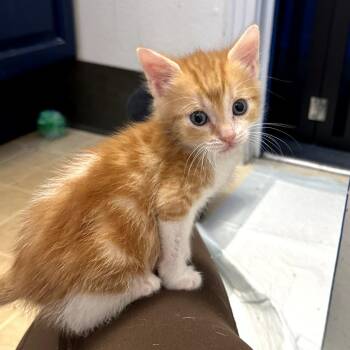 Monica -  Domestic Short Hair Cat for Adoption in Houston, Texas - Monica | PetCurious