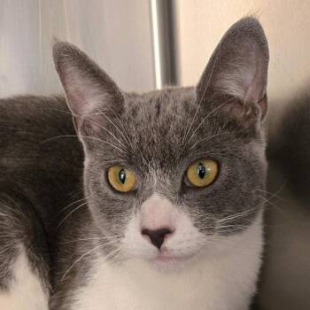 Domestic Short Hair Cats Available for Adoption - Mindy | PetCurious