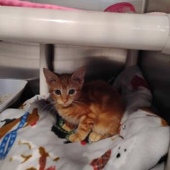 Little Baby Steven -  Domestic Short Hair Cat for Adoption in Wilmington, Delaware - Little Baby Steven | PetCurious