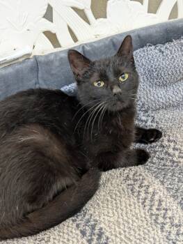 Domestic Short Hair Cats Available for Adoption in Tilton, Illinois - Bright Star | PetCurious