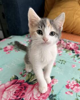 Bermuda -  Domestic Short Hair Cat for Adoption in Long Beach, New York - Bermuda | PetCurious