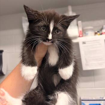 Oreo -  Domestic Short Hair Cat for Adoption in Franklin, North Carolina - Oreo | PetCurious