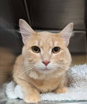 Mango -  Domestic Medium Hair Cat for Adoption in Wetaskiwin, Alberta - Mango | PetCurious
