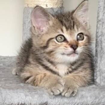 Indigo -  Domestic Short Hair Cat for Adoption in Chattanooga, Tennessee - Indigo | PetCurious