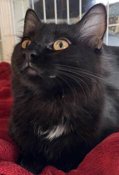 Rescue Domestic Long Hair Cats for Adoption in Moline, Illinois - Hannah | PetCurious