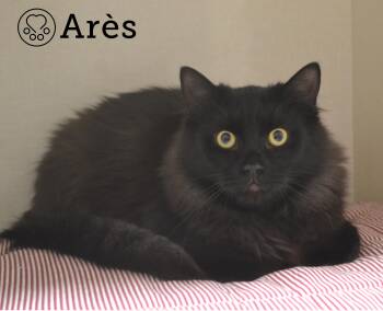 Rescue Domestic Long Hair Cats for Adoption in Montreal, Quebec - Arès | PetCurious
