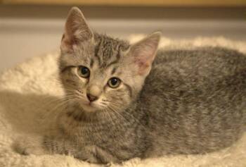 PATRICIA -  Domestic Short Hair Cat for Adoption in Colorado Springs, Colorado - PATRICIA | PetCurious