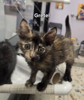 Gretel -  Domestic Short Hair Cat for Adoption in Ruskin, Florida - Gretel | PetCurious