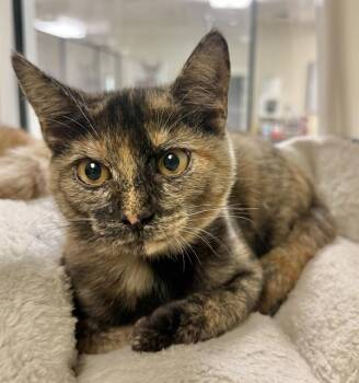 AGATHA -  Domestic Short Hair Cat for Adoption in Sarasota, Florida - AGATHA | PetCurious