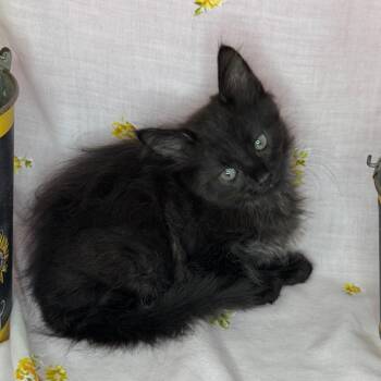 Maine Coon and Siberian Cats Available for Adoption in Mount Vernon, Illinois - Tagalongs | PetCurious