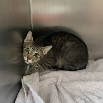 Rescue Domestic Short Hair Cats for Adoption in Council Bluffs, Iowa - Esmerelda | PetCurious