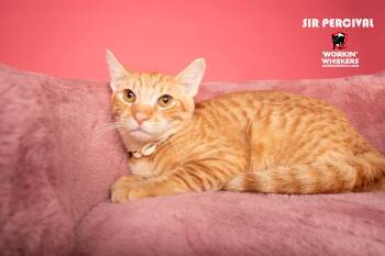 Domestic Short Hair and Tabby Cats Available for Adoption in Hemet, California - SIR PERCIVAL | PetCurious