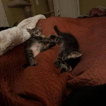 Dolcetto -  Domestic Medium Hair Cat Available for Adoption in Prosper, Texas - Dolcetto | PetCurious