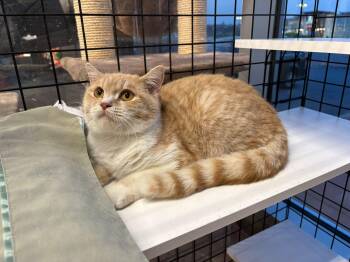 Guapo-Pet Valu Oakwoods -  British Shorthair Cat for Adoption in Mississauga, Ontario - Guapo-Pet Valu Oakwoods | PetCurious