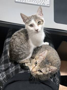 Tabby Cats Available for Adoption in Alameda, California - Yule | PetCurious
