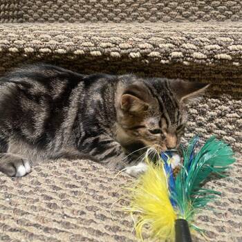 Muskrat -  Domestic Short Hair Cat for Adoption in Layton, Utah - Muskrat | PetCurious