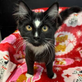 Domestic Long Hair Cats Available for Adoption - Boots | PetCurious