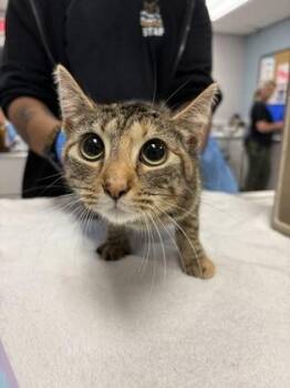 Domestic Short Hair Cats Available for Adoption in Gastonia, North Carolina - Edith | PetCurious