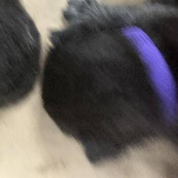 Gravel (purple) -  American Shorthair Cat for Adoption in Greensboro, North Carolina - Gravel (purple) | PetCurious