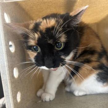 Domestic Short Hair Cats Available for Adoption - Trinity | PetCurious