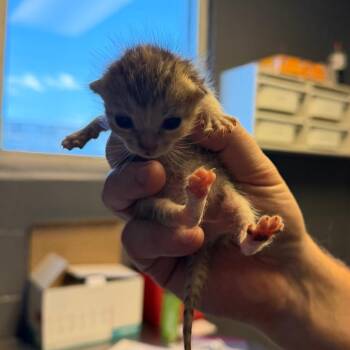 Domestic Short Hair Cats Available for Adoption in Tuscaloosa, Alabama - TUSC-Stray-84226 | PetCurious