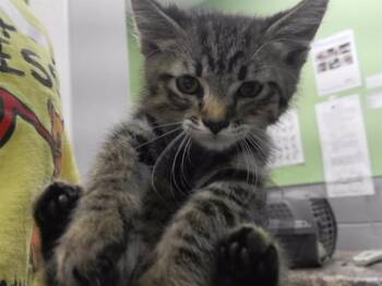 ROTINI -  Domestic Short Hair Cat for Adoption in Omaha, Nebraska - ROTINI | PetCurious