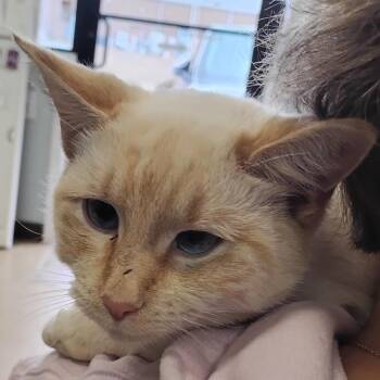 Domestic Short Hair Cats Available for Adoption - Tangerine | PetCurious