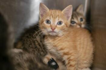 Domestic Short Hair Cats Available for Adoption in Charlotte, North Carolina - A1264135 | PetCurious
