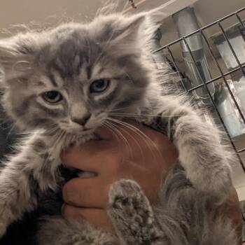 Clawdia -  Domestic Long Hair Cat for Adoption in Winchester, Virginia - Clawdia | PetCurious