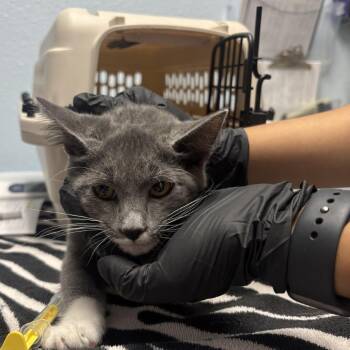Rocco -  Domestic Short Hair Cat for Adoption in Riverside, California - Rocco | PetCurious