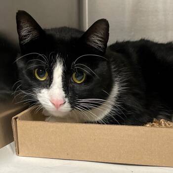 Rescue Domestic Short Hair Cats for Adoption in East Hampton, New York - Patches | PetCurious