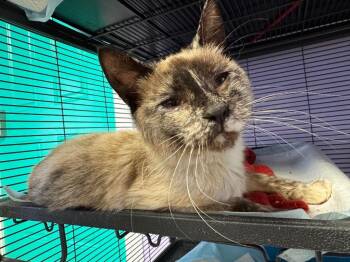 Freckles -  Siamese Cat for Adoption in Johnson City, Tennessee - Freckles | PetCurious