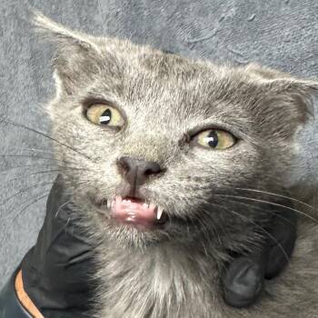 Moondancer -  Domestic Short Hair Cat for Adoption in Lakewood, Colorado - Moondancer | PetCurious