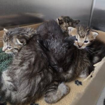 Winston -  Domestic Short Hair Cat for Adoption in Auburn, Alabama - Winston | PetCurious