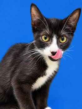 Charlie 1363-26 -  Domestic Short Hair Cat for Adoption in Cumming, Georgia - Charlie 1363-26 | PetCurious