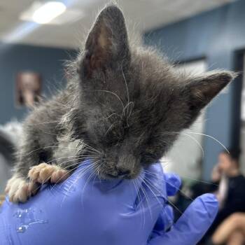 Lollipop -  Domestic Short Hair Cat for Adoption in Newark, New Jersey - Lollipop | PetCurious