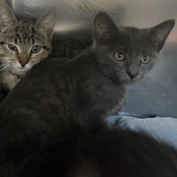 Design -  Domestic Short Hair Cat for Adoption in Charlottesville, Virginia - Design | PetCurious