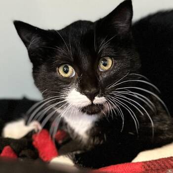 Rescue Domestic Short Hair Cats for Adoption in Victor, New York - Boots | PetCurious