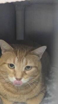 Domestic Short Hair Cats Available for Adoption - Cheeks | PetCurious