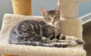 Paisley 1 year AVAILABLE 6/24 -  Domestic Short Hair Cat for Adoption in Sterling, Massachusetts - Paisley 1 Year AVAILABLE 6/24 | PetCurious