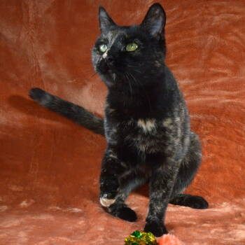 Rescue Domestic Short Hair and Tortoiseshell Cats for Adoption in Traverse City, Michigan - Shami | PetCurious