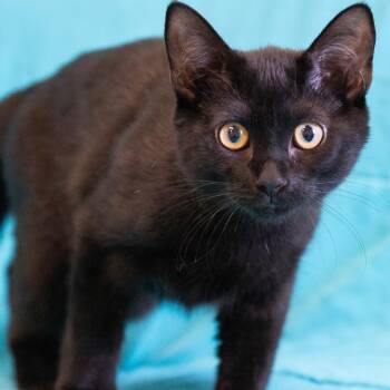 Domestic Short Hair Cats Available for Adoption - Mia | PetCurious
