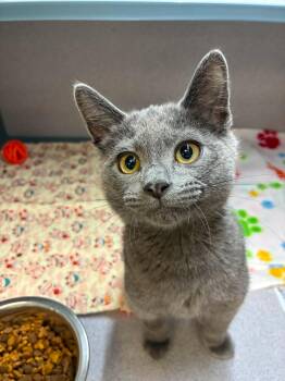Grayskull -  Domestic Short Hair Cat for Adoption in Canon City, Colorado - Grayskull | PetCurious