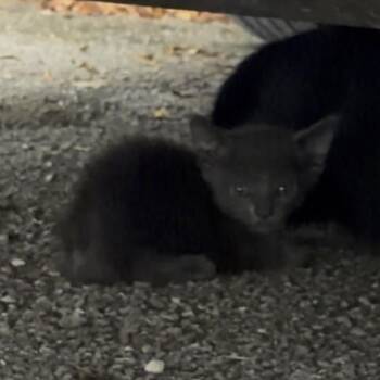 Raven -  Domestic Short Hair Cat for Adoption in West Palm Beach, Florida - Raven | PetCurious