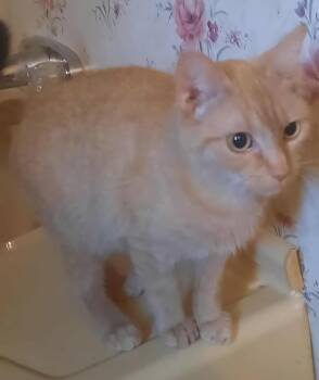 Rescue Domestic Short Hair Cats for Adoption in Tyner, Kentucky - Rory | PetCurious